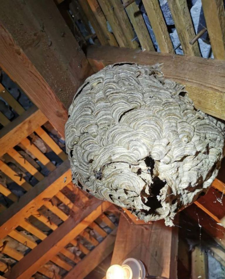 GUEPES38 Spécialiste de la destruction de nids de guêpes et frelons